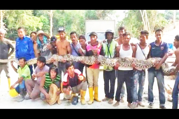 Akbar Python Death सर्वात मोठय़ा अजगराचा मृत्यू - Tarun Bharat