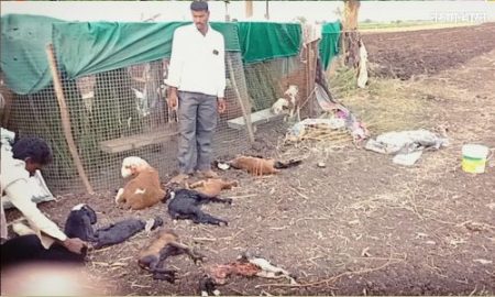 नवे दानवाडमध्ये हिंस्र प्राण्यांच्या हल्ल्यामध्ये 12 बकऱ्या ठार