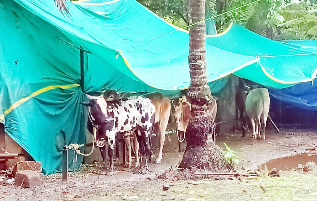 डिचोली मशिदीमागे आणलेल्या 25 बैलांना जिवनदान