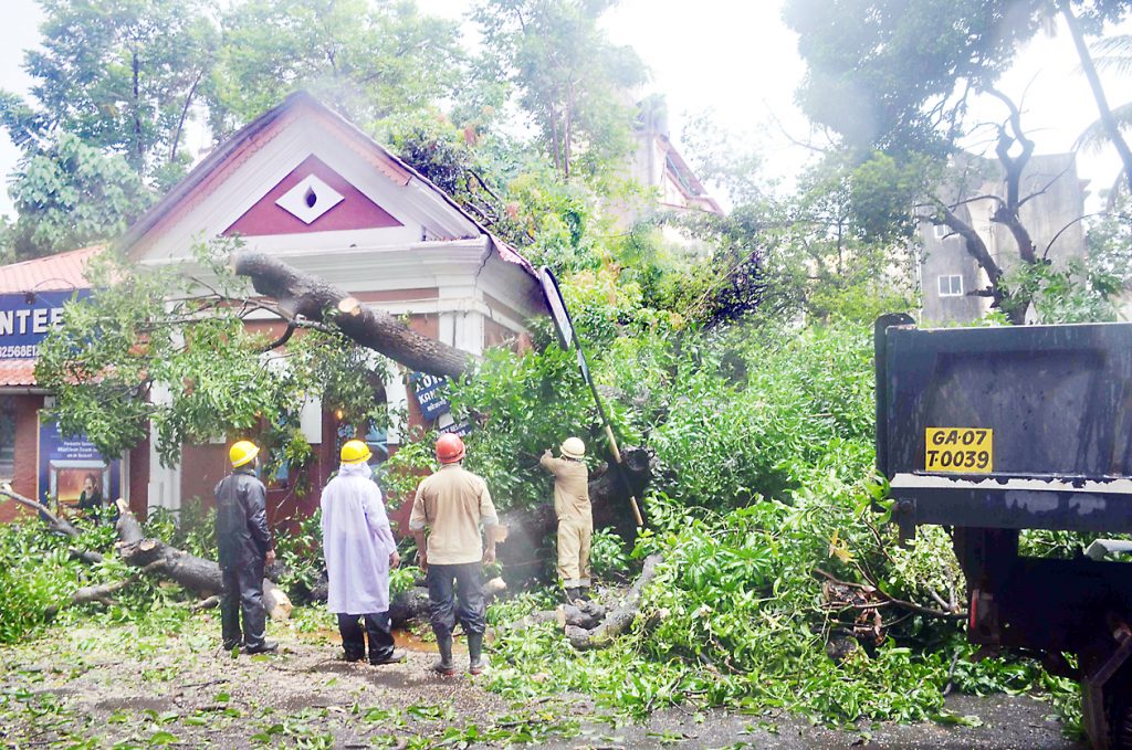 Mango tree fell in Panaji