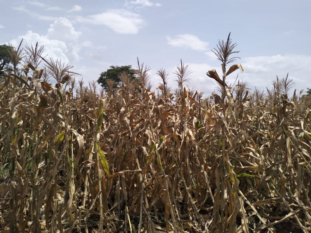 पिके जगविण्यासाठी बळीराजाची धडपड