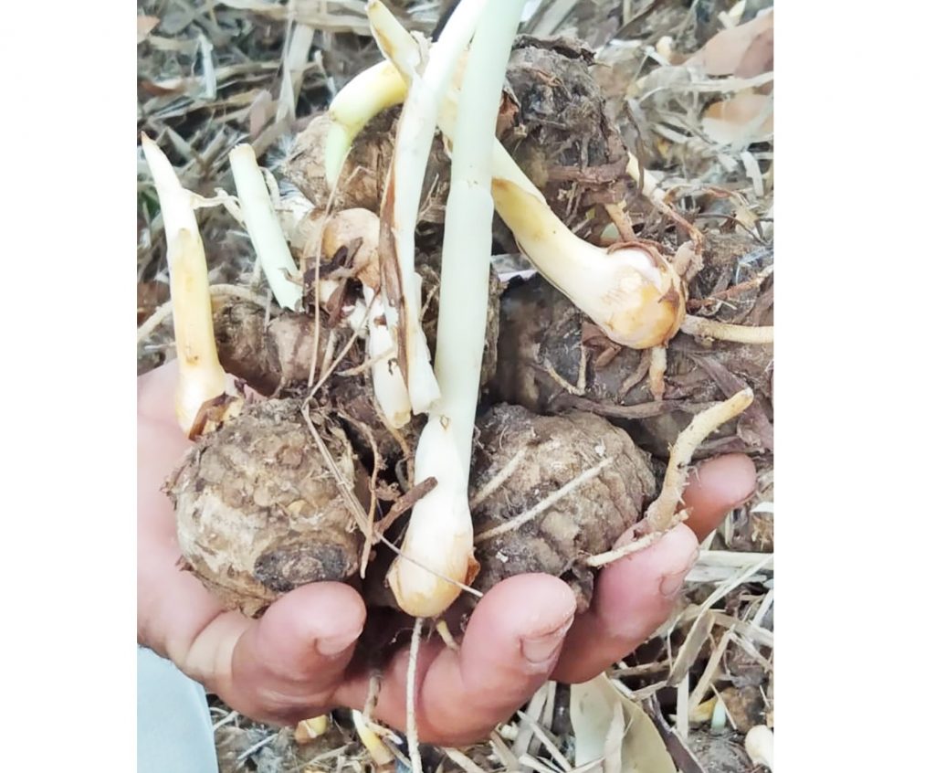 हळद, सोयाबीन उत्पादक अडचणीत