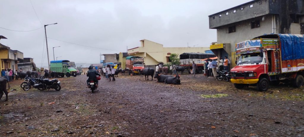 एपीएमसी जनावरांच्या बाजारात अनेक समस्या
