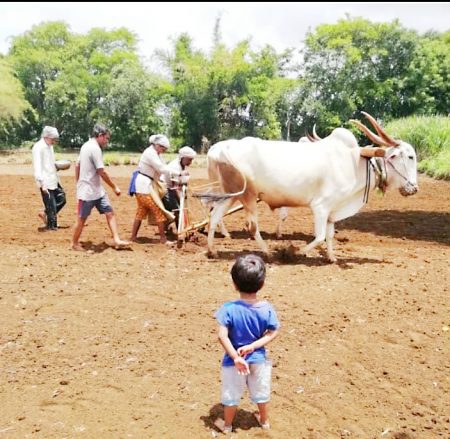तालुक्यात पावसाच्या आगमनाने बळीराजा सुखावला
