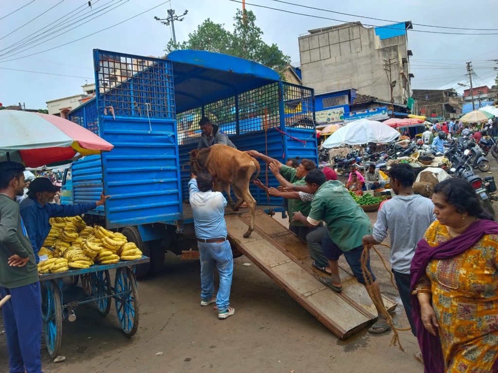 पकडलेल्या मोकाट जनावरांची श्रीनगर गो-शाळेत रवानगी