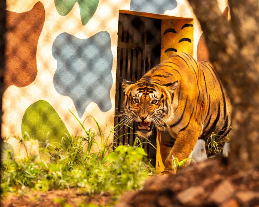 भुतरामहट्टीतील वाघाच्या प्रकृतीत सुधारणा