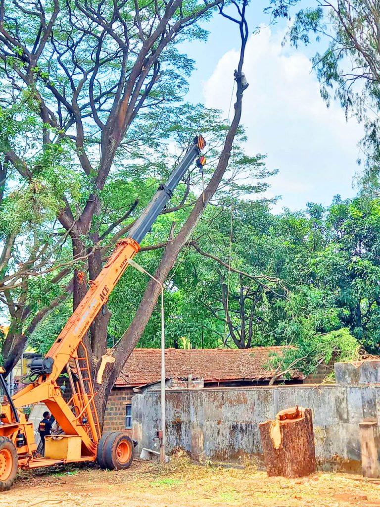 पर्यावरण दिनीच कॅम्प परिसरात वृक्षतोड