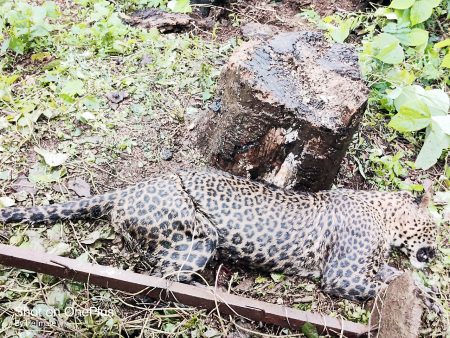पेटके-धारबांदोडा येथे फासात अडकून बिबट्याचा मृत्यू Death of a leopard trapped in Petke-Dharbandoda