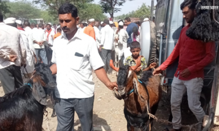 ‘बकरी ईद’साठी माडग्याळ बाजारात लाखो रुपयांची उलाढाल; परराज्यातून खरेदीदार माडग्याळमध्ये Lakhs % rupees turnover Madgyal market Bakri Eid Buyer Madgyal