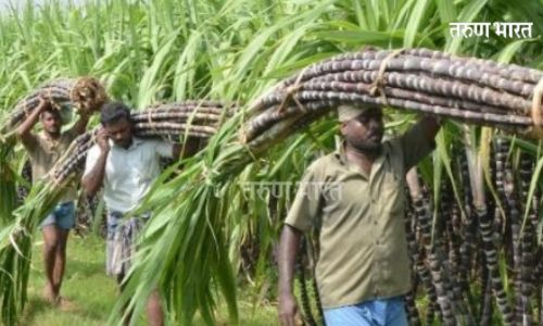 ऊस उत्पादक शेतकऱ्यांसाठी आनंदाची बातमी; ऊसाच्या एफआरपी मध्ये शंभर रुपयांची वाढ; प्रतिटन मिळणार 3150 रुपये