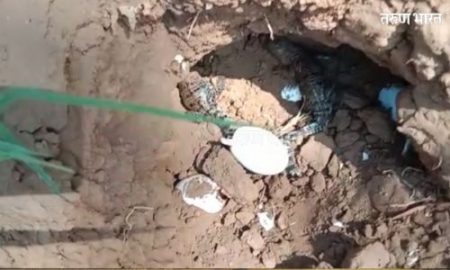 ‘कृष्णा’ नदी काठावर मगरीची अंडी आणि पिल्ले; वाळवा हाळभाग परिसरातील लोकांमध्ये भितीचे वातावरण