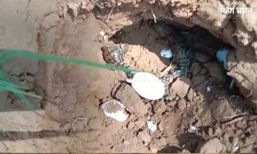 ‘कृष्णा’ नदी काठावर मगरीची अंडी आणि पिल्ले; वाळवा हाळभाग परिसरातील लोकांमध्ये भितीचे वातावरण