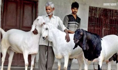 ईदच्या कुर्बानीसाठी आणलेल्या बकऱ्याला रहिवाशांकडून विरोध; मुंबईमधील हौसिंग सोसायटीमधील प्रकार