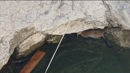 ऐतवडे बुद्रुक शिवारात भक्ष्याच्या शोधात बिबट्या विहिरीत पडला