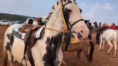 महाबळेश्वर येथील घोड्याला ग्लॅडर्स रोगाचा प्रादुर्भाव