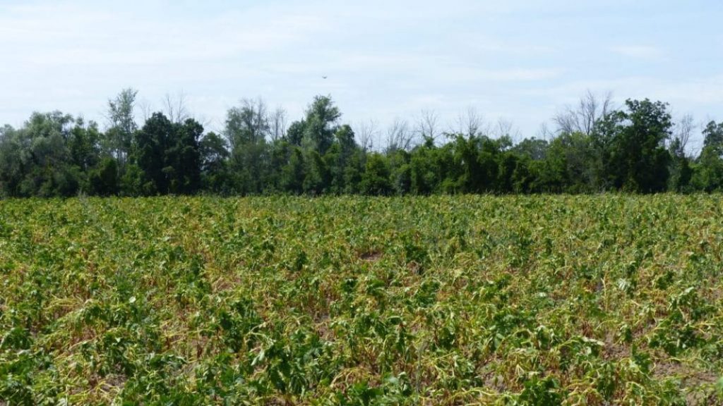 मान्सूनचे आगमन लांबल्याने शेतकरी चिंतेत