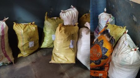 Gadhinglaj Crime News : धक्कादायक! गडहिंग्लज तालुक्यात होतेय गांजाची लागवड Ganja is being cultivated in Gadhinglaj taluk confiscated 75 trees