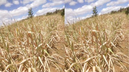 Farmers of Kolhapur district on the brink of 500 crores loss