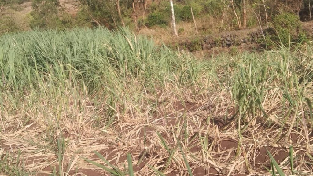 kolhapur bison news Kekhle kolhapur news