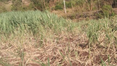 kolhapur bison news Kekhle kolhapur news