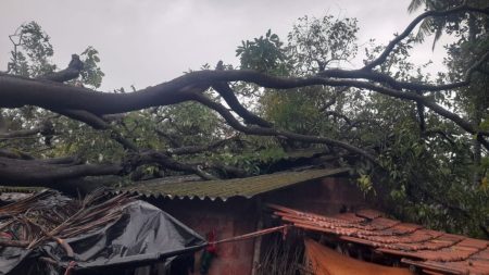 आगवे येथे घरावर कोसळले झाड A tree fell on a house in Agave