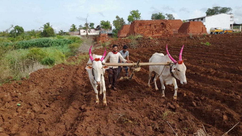monsoon has brought relief to the farmers in Kasba Beed