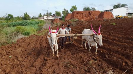 monsoon has brought relief to the farmers in Kasba Beed