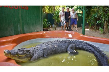 120 वर्षांची झाली सर्वात मोटी मगर