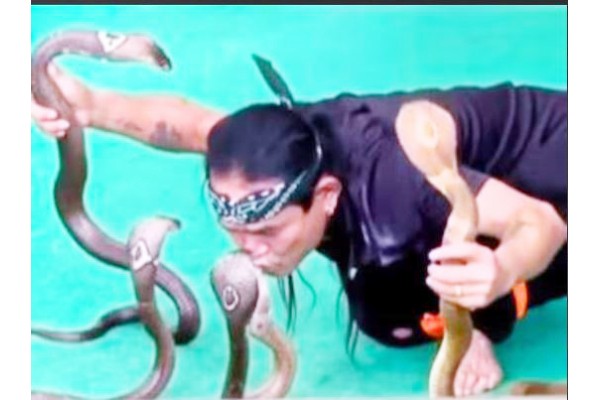 विषारी नागांचे चुंबन