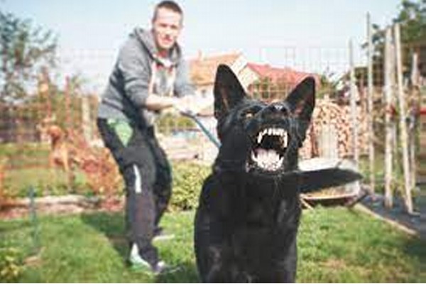 तापमान वाढल्याने श्वानांना येतो अधिक राग