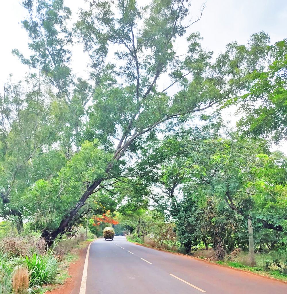 धोकादायक फांद्या त्वरित हटवा