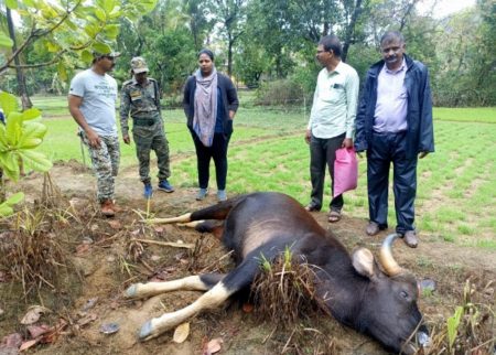 मळगाव येथे मादी गव्याचा मृत्यू ; चारा खाताना जीभेला सर्पदंश