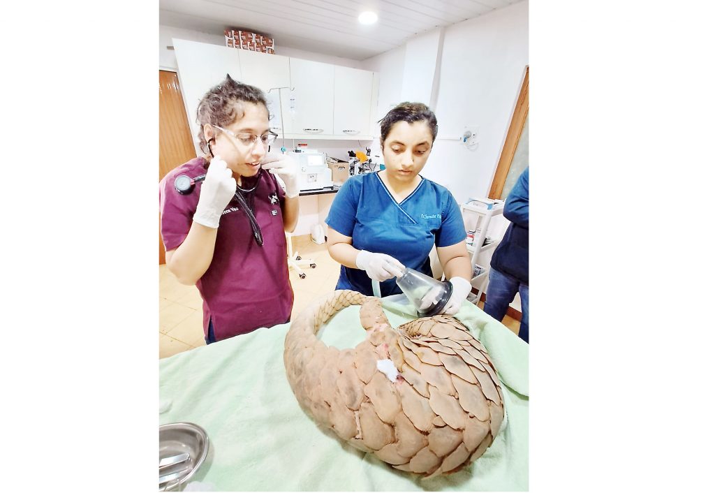 कवळे-फोंड्यातून ‘खवलेमांजरा’ची सुटका Rescue of 'Pangolin' from Kawle-Fonda