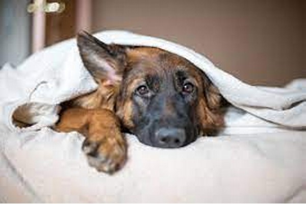 ब्रिटनमधील श्वानांना होतेय डिप्रेशन