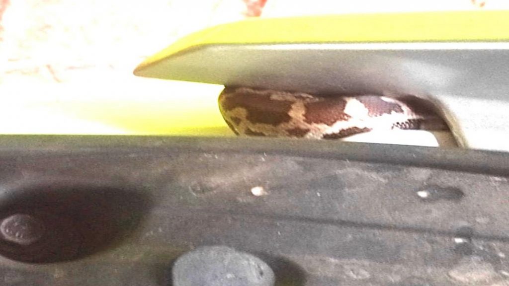 वेत्ये सरपंच गुणाजी गावडे यांच्या दुचाकीत आढळला घणस !