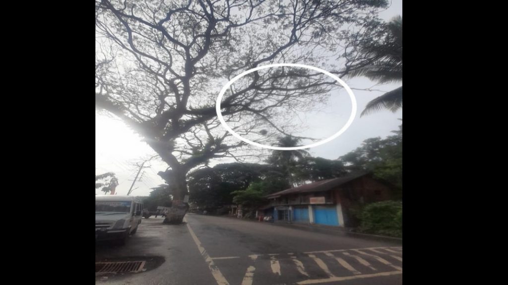 जिमखाना मैदान समोरील रस्त्यावरची झाडाची सुकलेली फांदी तात्काळ तोडावी