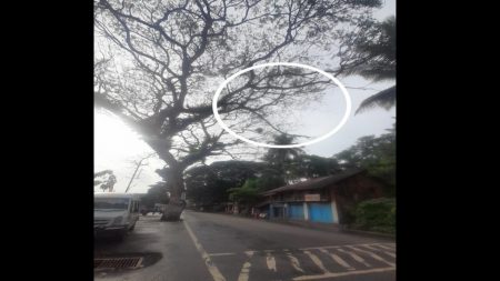 जिमखाना मैदान समोरील रस्त्यावरची झाडाची सुकलेली फांदी तात्काळ तोडावी