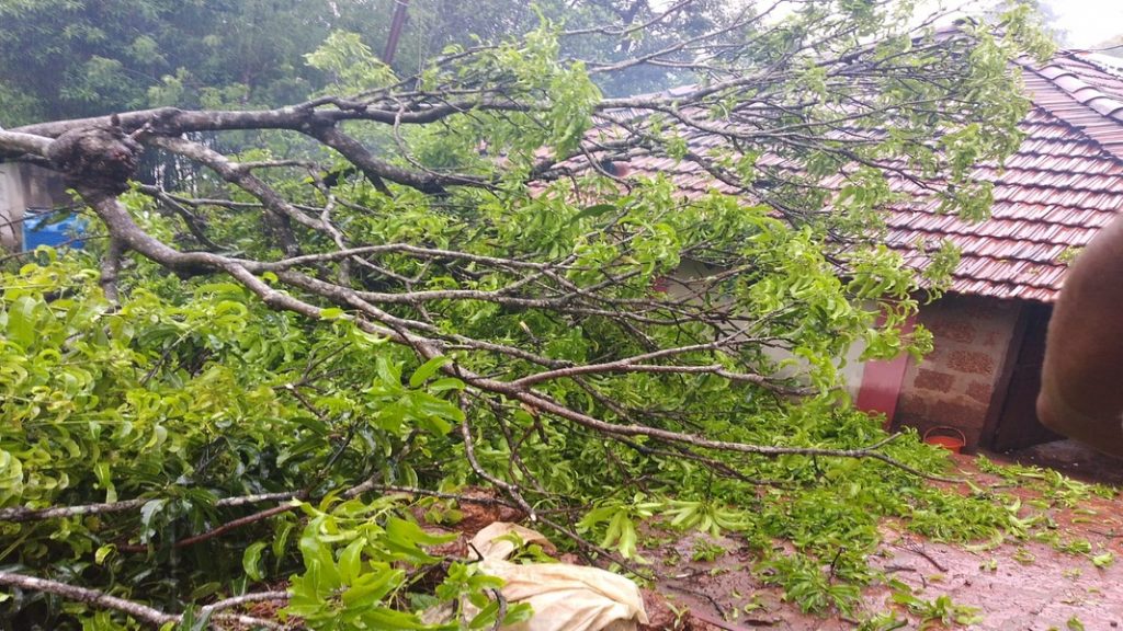 आचरा पारवाडी येथे घरावर झाड पडून नुकसान Aachra