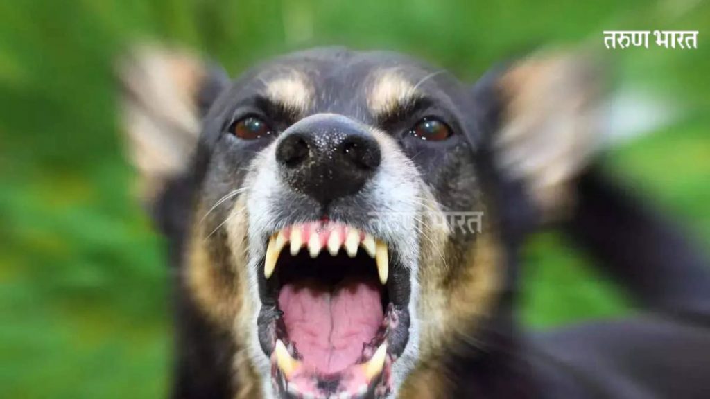 Lack of public awareness about rabies