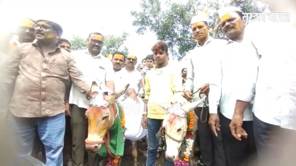 Donkey marriage behalf farmers villagers abundant rain Tamgaon