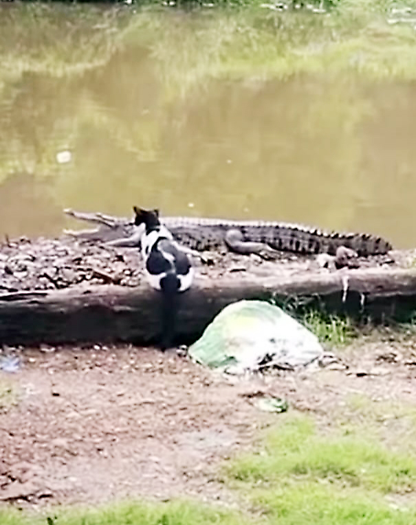 वाडे वास्कोतील तळ्यात मगरीचे वास्तव