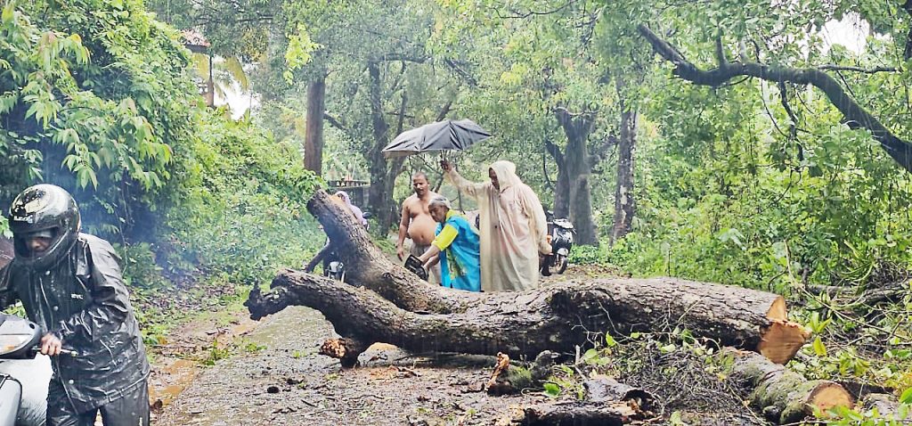 Start removing dangerous trees in May