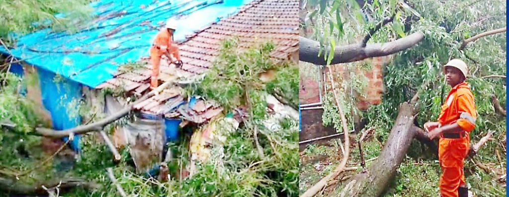 बार्देश तालुक्यात झाडांची पडझड Fall of trees in Bardesh taluka