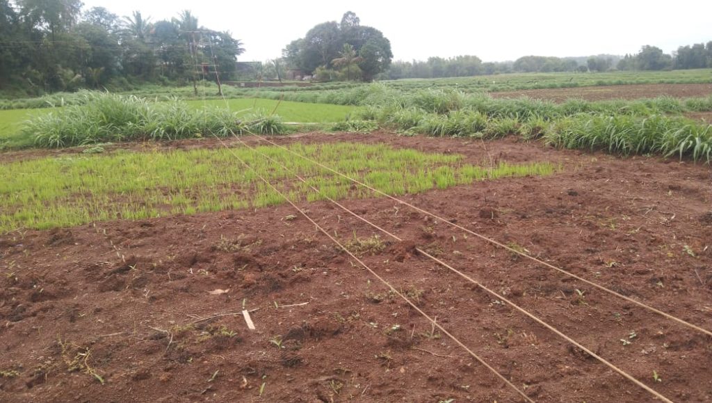 मण्णूर शिवारात वीजखांब जमीनदोस्त Electricity pole in Mannur Shiwar