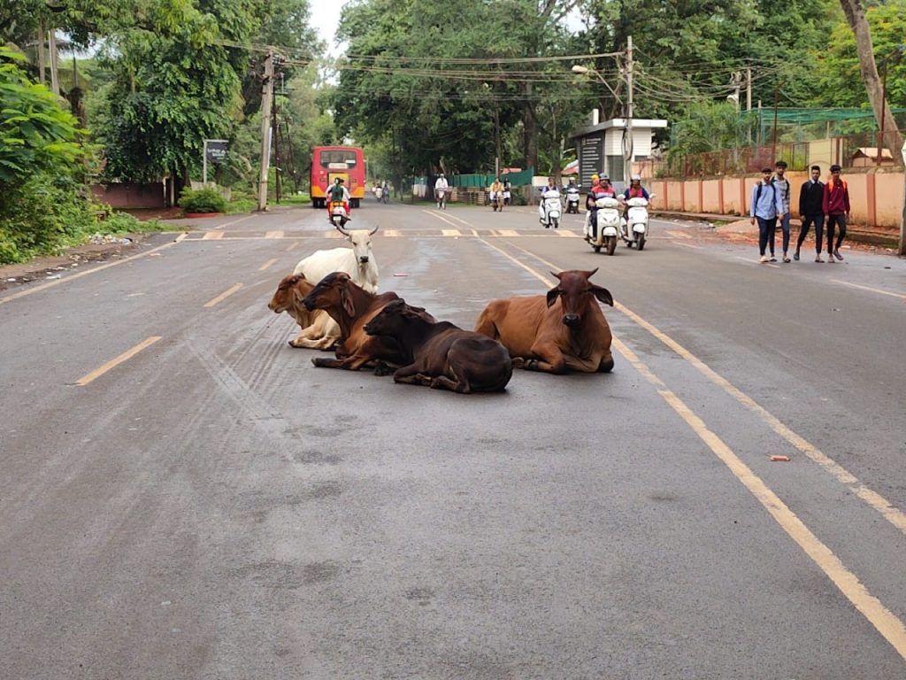An abode of stray animals