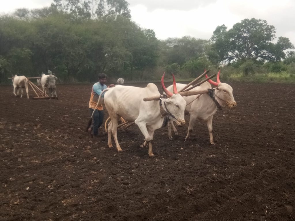 Now farmers are turning to soybean-vegetable crops