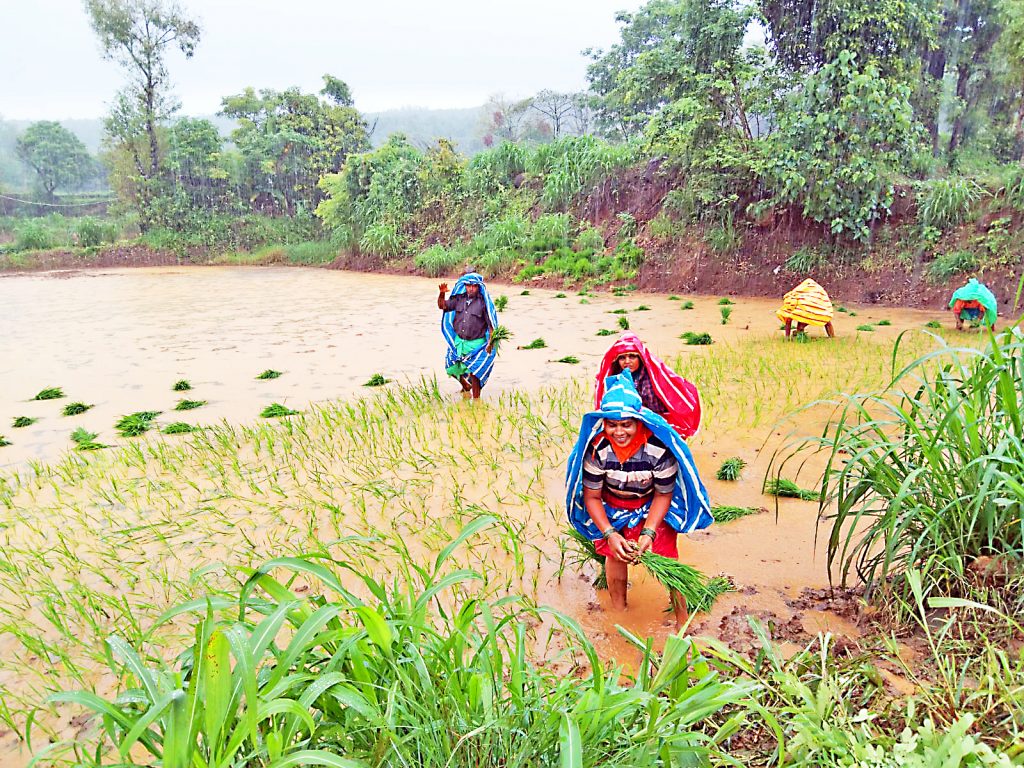 Paddy cultivation started in Inambadus-Belavatti area