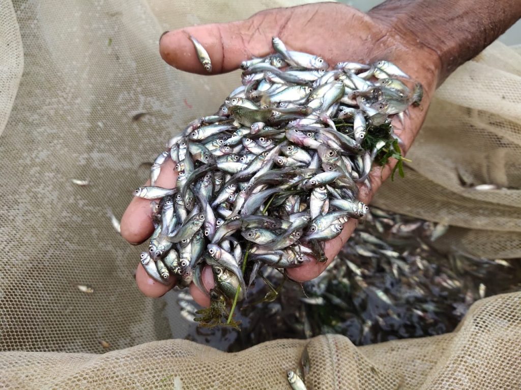 Fish farming will be done from ponds this season