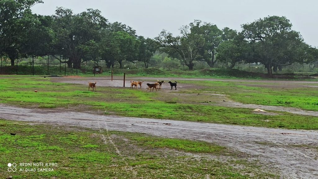गावात कुत्र्यांचा वावर.. जीवाला घोर… The behavior of dogs in the village.. deadly...
