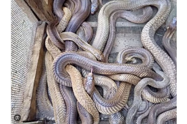 विषारी सापांचे घर